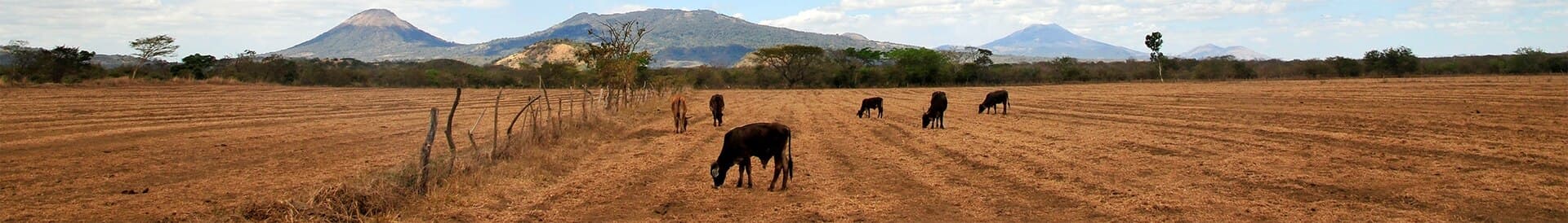 Cattle graze a parched field in Nicaragua during the Central American country's intense dry season.