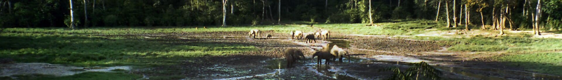 I walked for 2 hours through the forest dodging Forest Elephants and waist deep in water to get to the Bai forest clearing. Amazing.... The park is entirely…